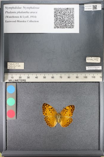 Media type: image;   Entomology 138354